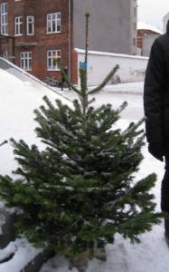 Find dit juletræ billigt – Min-shopper.dk